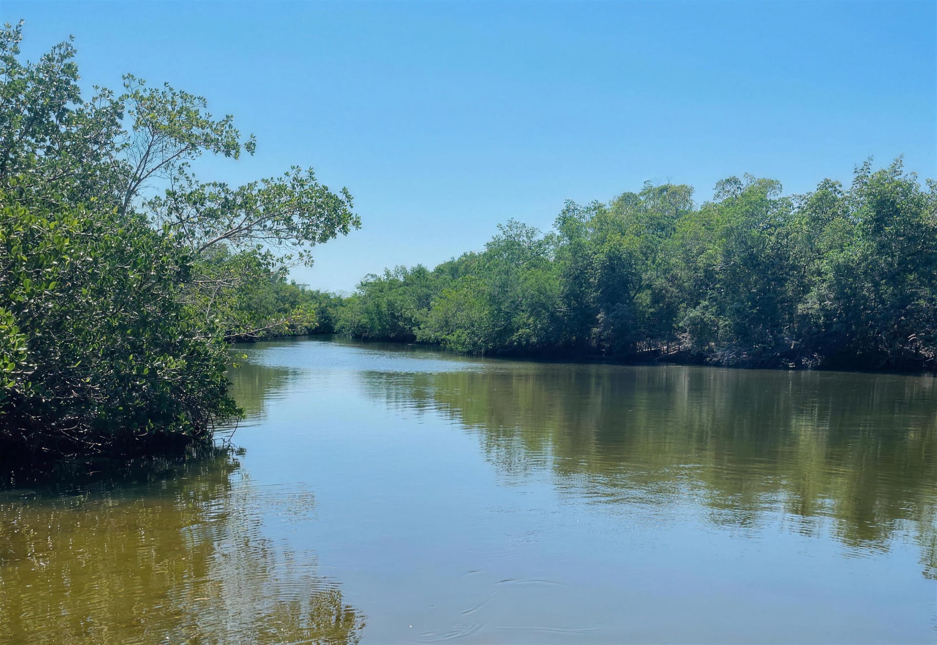 A still mangrove waterway reflecting green trees and blue sky